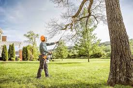 Reliable La Salle, CO Tree Removal Solutions